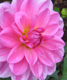 Bewdley floral art club